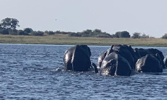 Excursions en bateau dans le parc national de Chobe