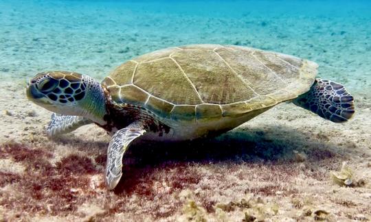 Snorkel Bonaire from the shore 