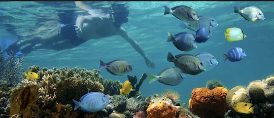 Nassau: Luxury tours ; turtles, pigs, snorkeling, beach time.Platinum Experience