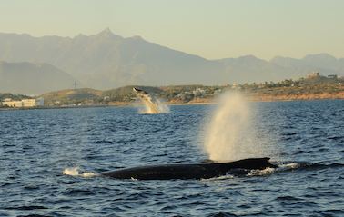 Whale Watching San José del Cabo 