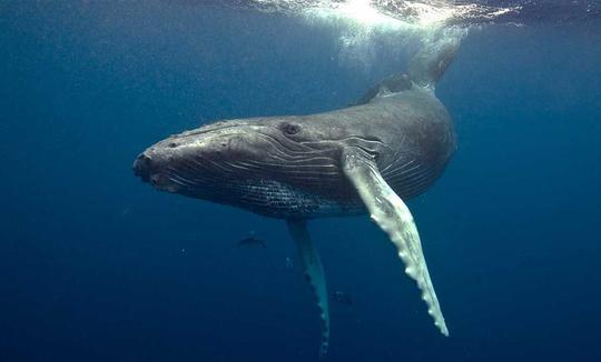 サン・ホセ・デル・カボでのプライベート・ワイルドライフ・エンカウンター