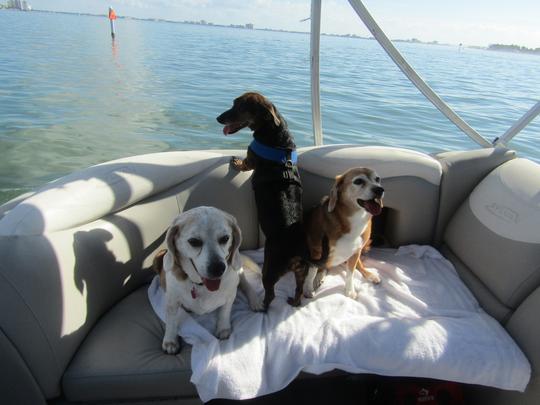 ponton de luxe de 25 pieds pour des excursions sur Sandbar, Dolphin et Sunset. Adapté aux chiens 