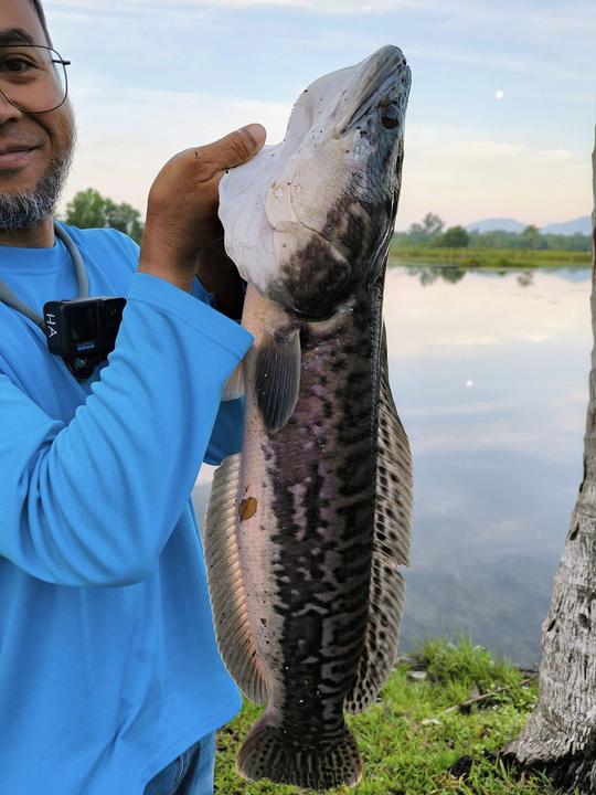 Viagem de pesca de tucunaré selvagem em Perak na Malásia