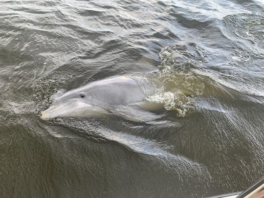 Recorrido de 2 horas en barco con delfines por Charleston