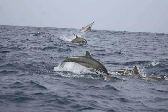 Observação de golfinhos em Trincomalee