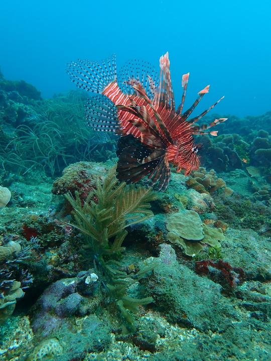 Découvrez la plongée sous-marine à Carthagène des Indes, Bolívar