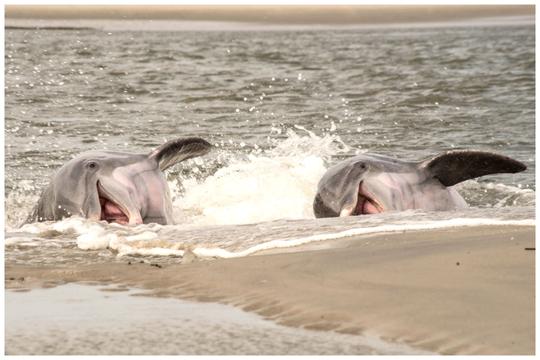 Flipper Finders - Visite privée des dauphins, de l'écologie et des coquillages à Folly Beach