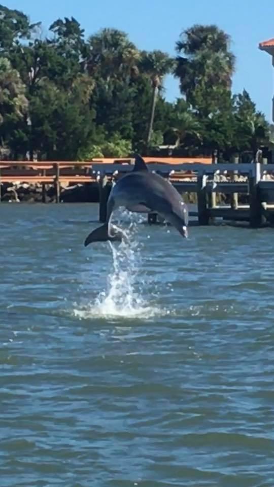 Dolphin Tours Saint Augustine