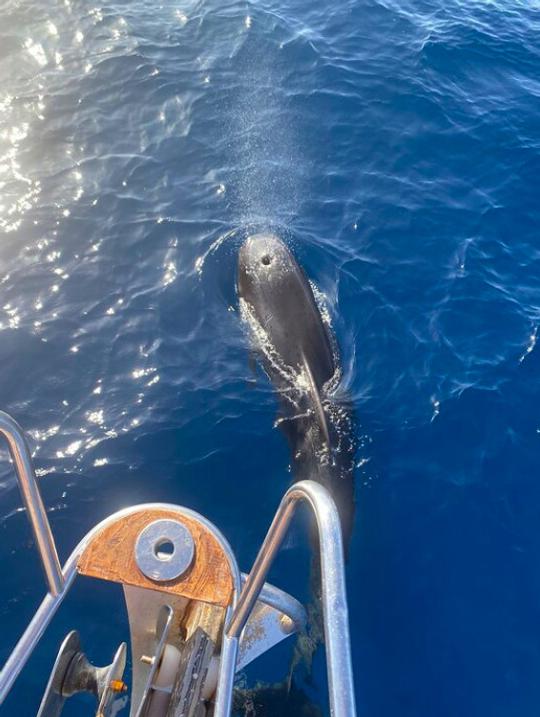 Full day sailing trip in Sal, Cape Verde, on a Dufour 455 Grand Large 