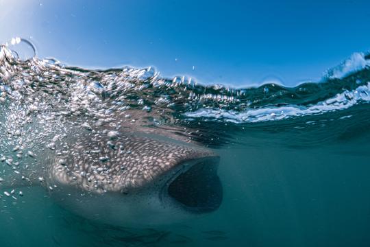 Swim With The Whale Sharks Trip in La Paz