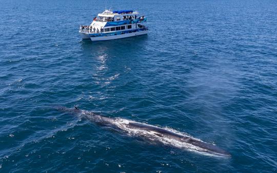 Catamarã elétrico de luxo para observação de baleias e muito mais em Dana Point