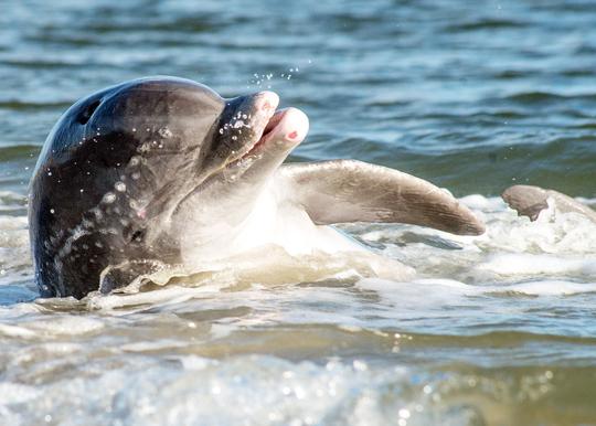 Croisière privée en bateau avec les dauphins de Flipper Finders dans le port de Charleston