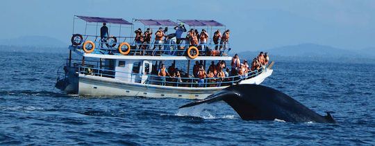 Whale Watching in Kalpitiya