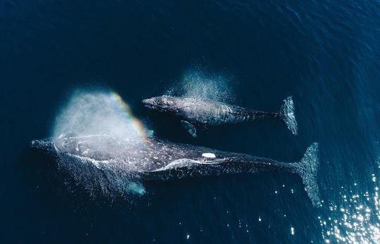 Aventure ultime : expédition d'observation de baleines et de dauphins à Trincomalee !