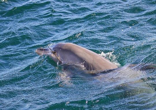 Cruzeiro de dia inteiro em Dhow em Khasab com observação de golfinhos