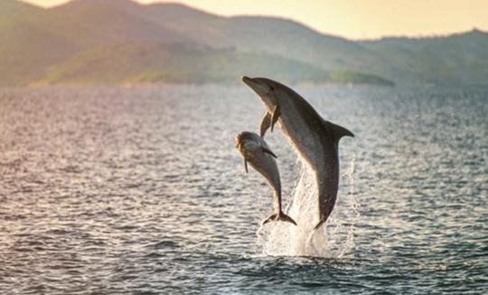 Encuentro de vida silvestre en barco compartido en San José del Cabo