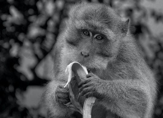 Lagoon Tour to Monkey Island, Negombo, Sri Lanka