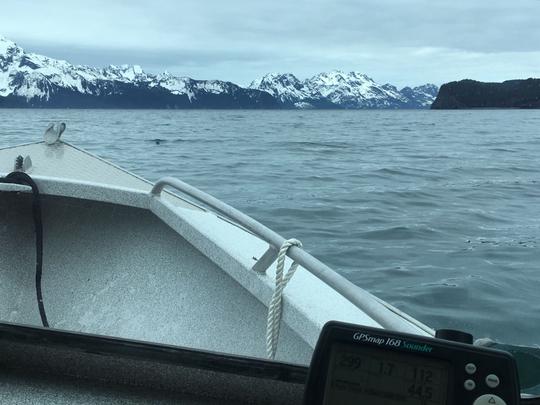 Runabout en aluminium de 21 pieds à louer à Seward, en Alaska