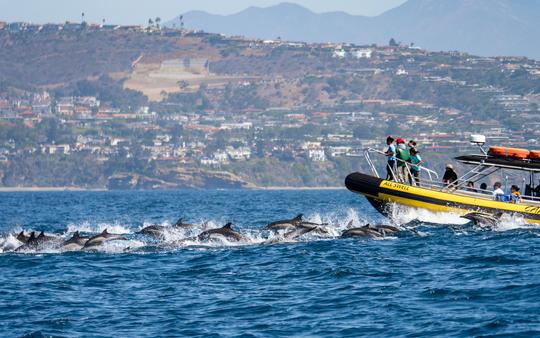 Dana Point: aventuras de golfinhos e baleias em um casco rígido inflável rápido e divertido