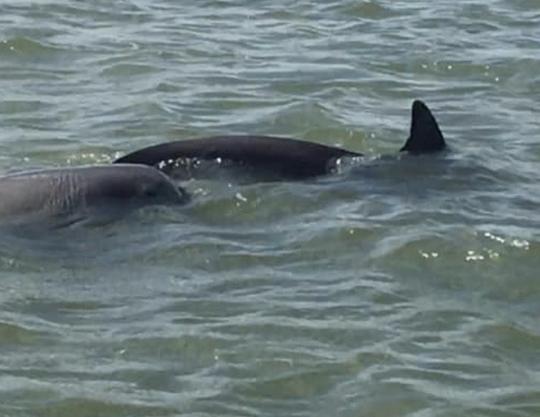 Dolphin Tours Saint Augustine