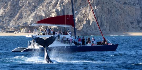 Amazing Tours in Cabo San Lucas on a 68ft Luxury Catamaran