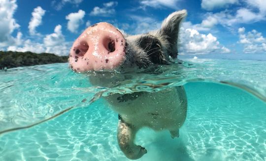 Rose island 4 islands tour , Swim with pigs , Turtles and Snorkel Coral Reefs 