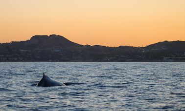 Avistamiento de ballenas al atardecer en San José del Cabo