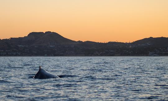 Avistamiento de ballenas al atardecer en San José del Cabo