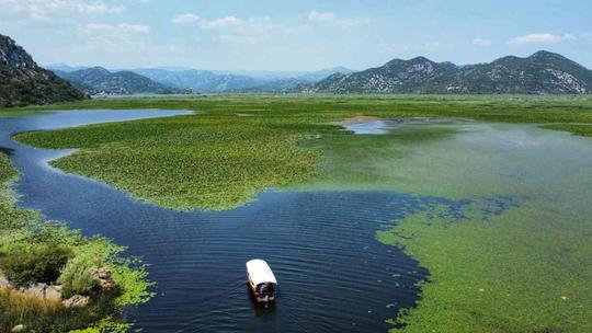 Visite de groupe unique d'observation des oiseaux sur le lac de Skadar - 2 heures