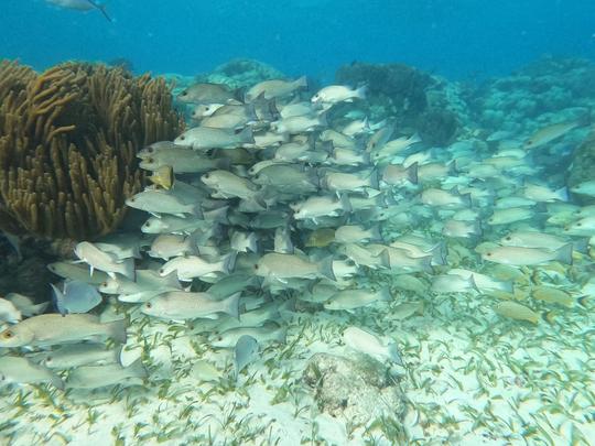 Mergulho com snorkel em Holchan e Shark Ray Alley em Ambergris Caye