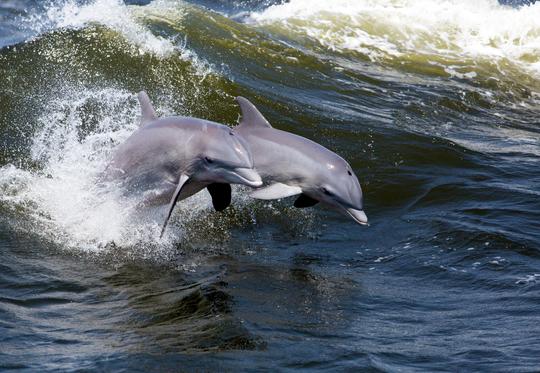 Dolphin & Manatee Sightseeing Cruise in Melbourne Florida aboard This Island