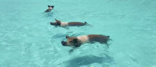 Nassau: Luxury tours ; turtles, pigs, snorkeling, beach time.Platinum Experience