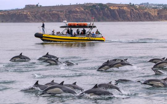 Dana Point: aventuras de golfinhos e baleias em um casco rígido inflável rápido e divertido