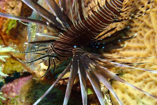 オランダカリブ海にあるボネール島の海底パラダイスでの2タンクボートダイビング！