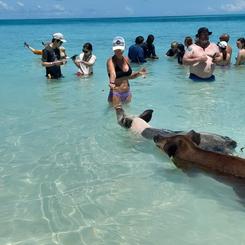 Nassau : cochons nageurs, plongée en apnée, visite d'île en île, excursion privée en bateau