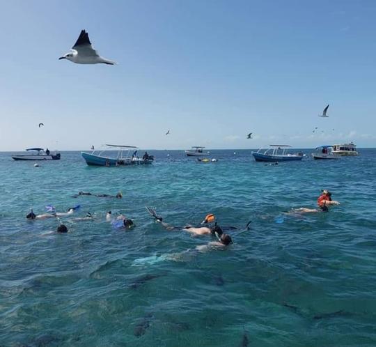 Mergulho com snorkel em Holchan e Shark Ray Alley em Ambergris Caye