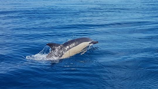 Excursiones de avistamiento de delfines en Benalmádena