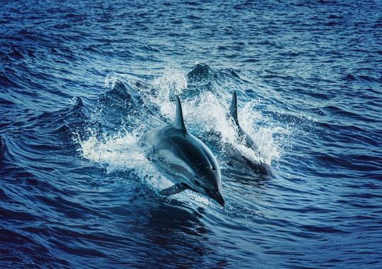 Cruzeiro de dia inteiro em Dhow em Khasab com observação de golfinhos