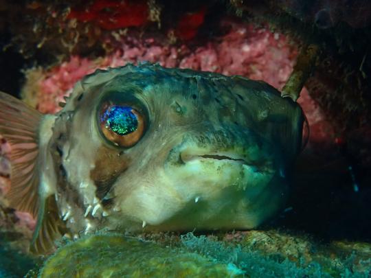 Découvrez la plongée sous-marine à Carthagène des Indes, Bolívar