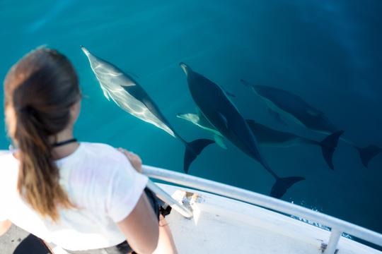 Cruzeiros panorâmicos e corporativos de barco 'Bay Explorer' em Tauranga