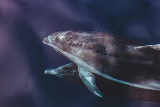 Excursiones de avistamiento de delfines en Benalmádena