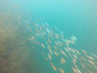 Snorkeling in Hikkaduwa, Sri Lanka