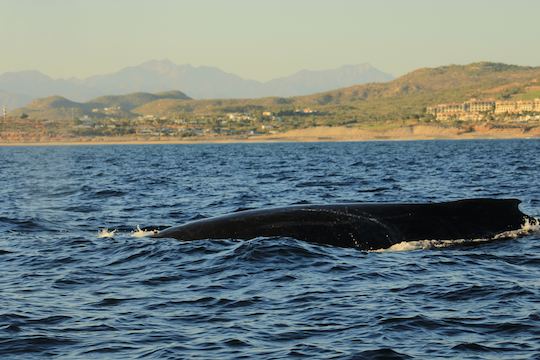 Avistamiento de ballenas en San José del Cabo 