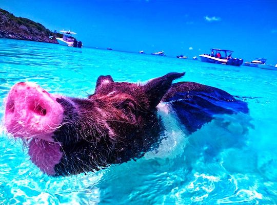 HALF DAY TOURS - Private Swimming with Pigs in Exuma