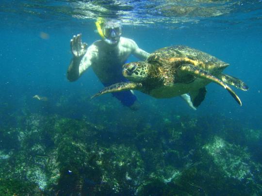 Incrível carta particular de mergulho com snorkel para os recifes de Rincon e da Ilha Desecheo