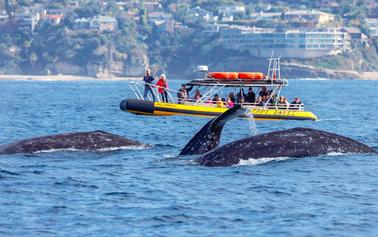 Dana Point: aventuras de golfinhos e baleias em um casco rígido inflável rápido e divertido