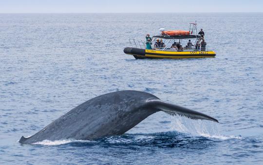 Dana Point: aventuras de golfinhos e baleias em um casco rígido inflável rápido e divertido