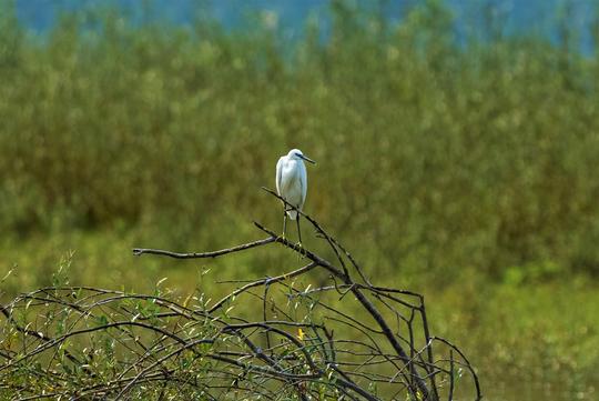 Excursion en bateau dans la nature sauvage du lac de Skadar