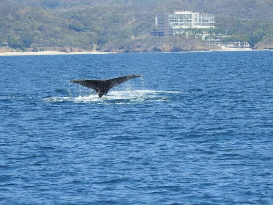 Explore Puerto Vallarta on our Beneteau Gran Turismo 48' Luxury Yacht