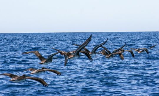 Encuentro de vida silvestre en barco compartido en San José del Cabo